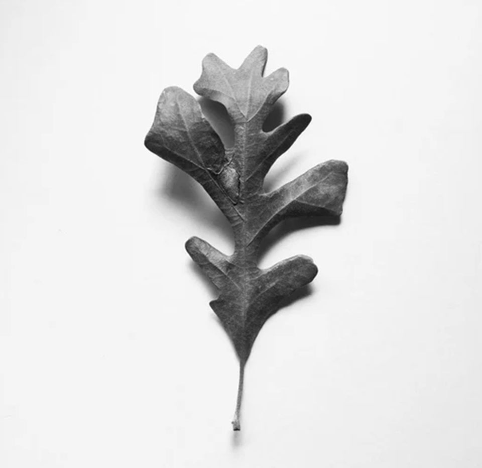 Ginew's Oak Leaf
