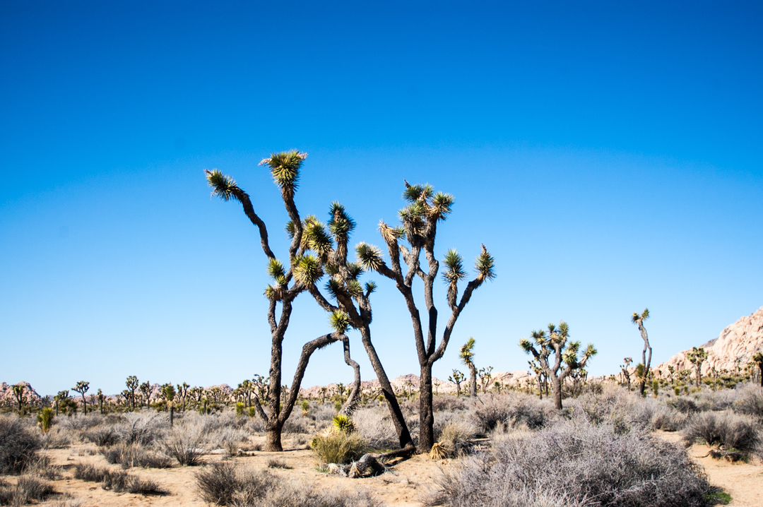 JOSHUA TREE