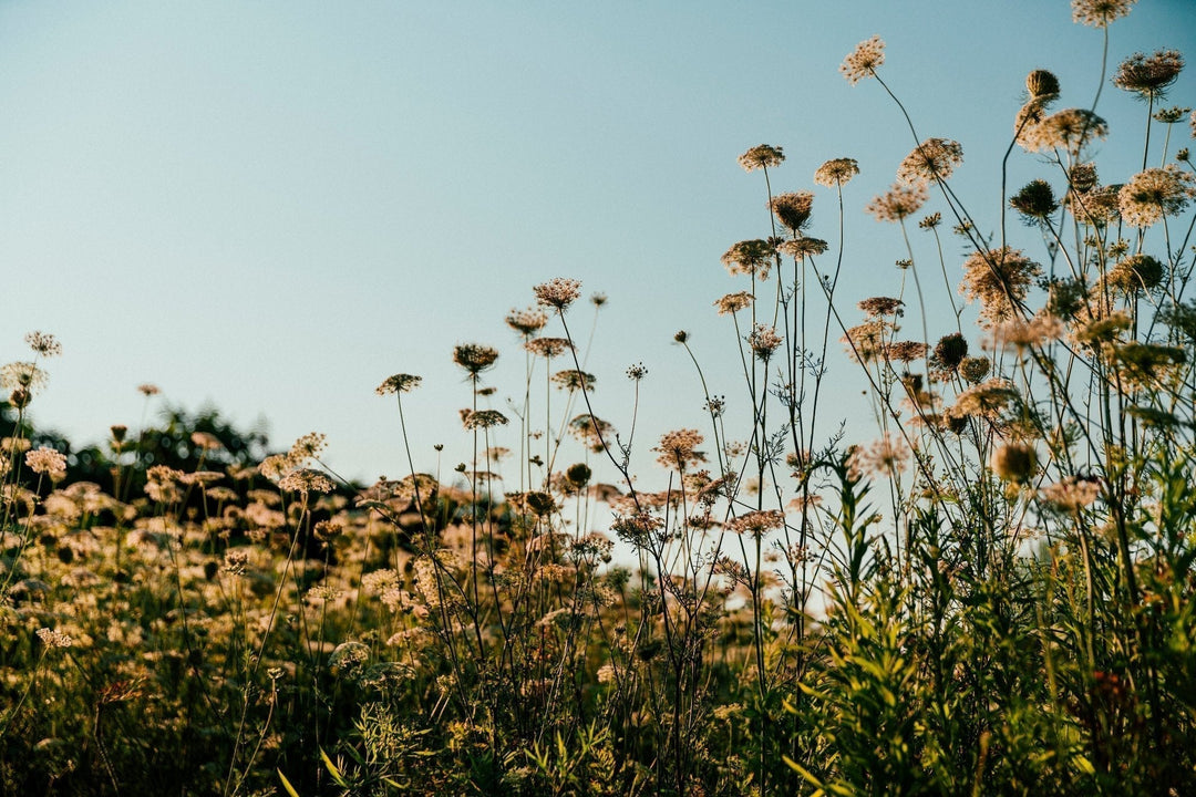 Blue sky and field of flowers